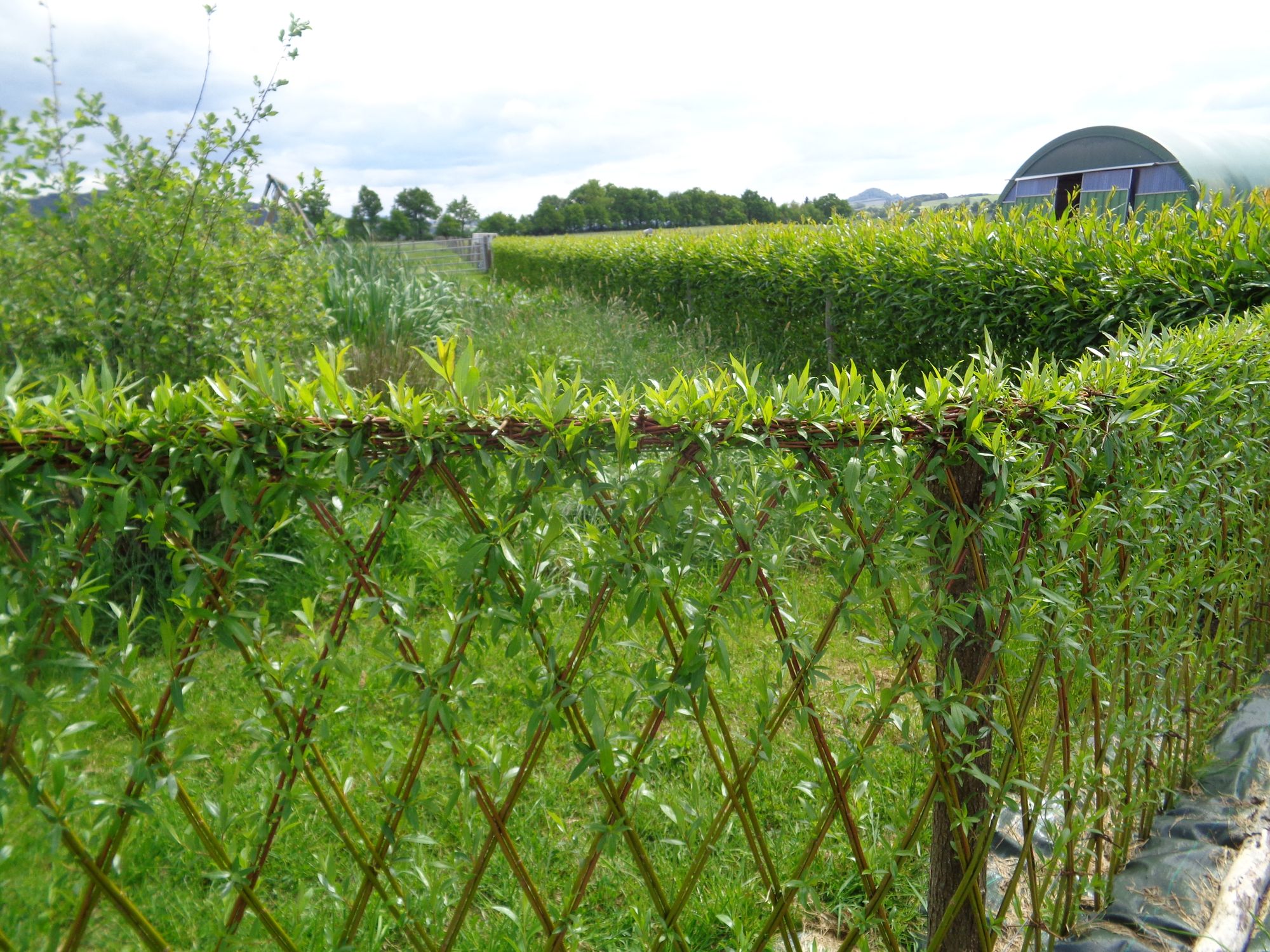 Osier Vivre Création en osier vivant à Auzat la Combelle (63)