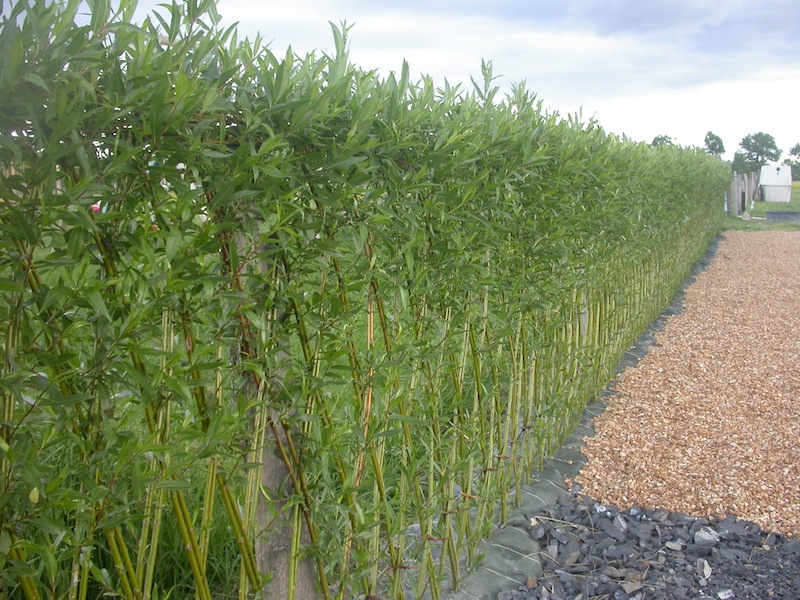Osier Vivre Création en osier vivant à Auzat la Combelle (63)
