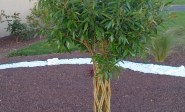 Arbres tressés de différentes variétés et couleurs