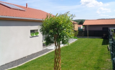 Arbres tressés de différentes variétés et couleurs