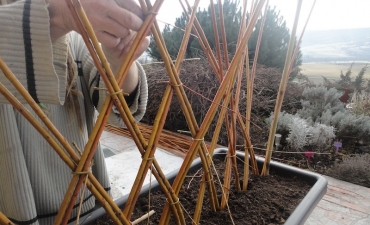 Chantier en osier vivant : jardinières et tressage